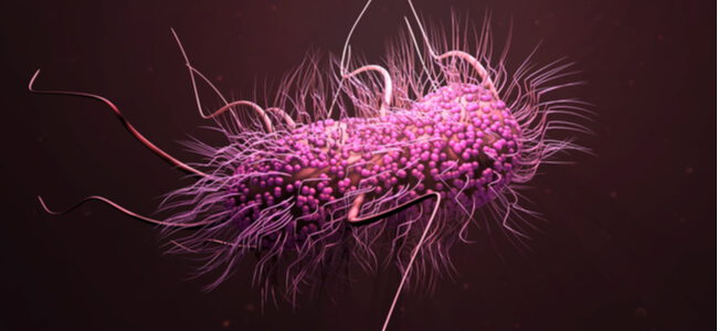3d illustration E. coli bacteria